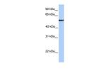 FUCA1 Antibody in Western Blot (WB)