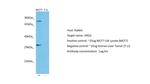 Arginase 2 Antibody in Western Blot (WB)