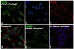 FOXA1 Antibody in Immunocytochemistry (ICC/IF)