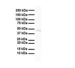 FOXA1 Antibody in Western Blot (WB)