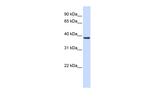 RASSF7 Antibody in Western Blot (WB)