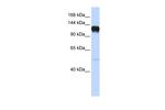 EphA5 Antibody in Western Blot (WB)