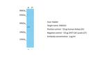 RWDD3 Antibody in Western Blot (WB)