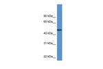 NPTX1 Antibody in Western Blot (WB)