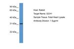 GCH1 Antibody in Western Blot (WB)