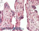 Adiponectin Receptor 2 Antibody in Immunohistochemistry (Paraffin) (IHC (P))