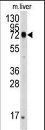 GRP78 Antibody in Western Blot (WB)