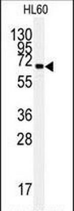 GRP78 Antibody in Western Blot (WB)