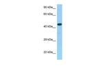 GPR30 Antibody in Western Blot (WB)