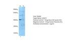 ADAT3 Antibody in Western Blot (WB)