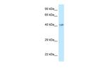 GPR120 Antibody in Western Blot (WB)