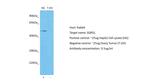 SQRDL Antibody in Western Blot (WB)