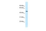 SQRDL Antibody in Western Blot (WB)