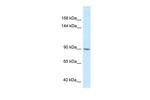 DACT1 Antibody in Western Blot (WB)