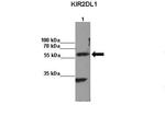 KIR2DL1 Antibody in Immunoprecipitation (IP)