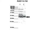 RAB11A Antibody in Western Blot (WB)