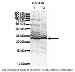 RAB11A Antibody in Western Blot (WB)