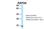 RAP2A Antibody in Western Blot (WB)