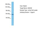 UNC5C Antibody in Western Blot (WB)