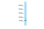 CORO7-PAM16 Antibody in Western Blot (WB)