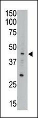 APOBEC3G Antibody in Western Blot (WB)