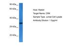 CRK Antibody in Western Blot (WB)