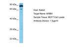 Fe65 Antibody in Western Blot (WB)