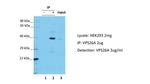 VPS26A Antibody in Immunoprecipitation (IP)