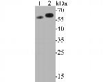 Syntrophin alpha-1 Antibody in Western Blot (WB)