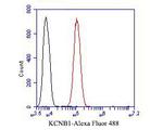 KCNB1 Antibody in Flow Cytometry (Flow)