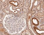 Syntrophin alpha-1 Antibody in Immunohistochemistry (Paraffin) (IHC (P))