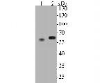 Syntrophin alpha-1 Antibody in Western Blot (WB)