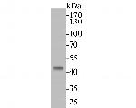 KCNK18 Antibody in Western Blot (WB)