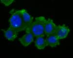 ZACN Antibody in Immunocytochemistry (ICC/IF)