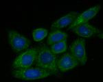 ZACN Antibody in Immunocytochemistry (ICC/IF)