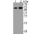 ZACN Antibody in Western Blot (WB)