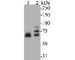 DUX4 Antibody in Western Blot (WB)