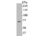 DUX4 Antibody in Western Blot (WB)