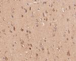 Kv2.2 Antibody in Immunohistochemistry (Paraffin) (IHC (P))