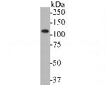 Kv2.2 Antibody in Western Blot (WB)