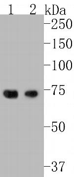 HDG11 Antibody in Western Blot (WB)