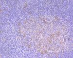 IL8 Antibody in Immunohistochemistry (Paraffin) (IHC (P))