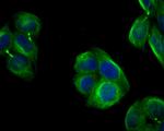 Follistatin Antibody in Immunocytochemistry (ICC/IF)