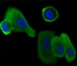 alpha Dystroglycan Antibody in Immunocytochemistry (ICC/IF)