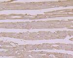 alpha Dystroglycan Antibody in Immunohistochemistry (Paraffin) (IHC (P))