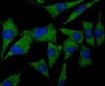 CNGA4 Antibody in Immunocytochemistry (ICC/IF)