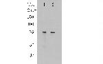 CNGA4 Antibody in Western Blot (WB)