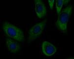 SLC8B1 Antibody in Immunocytochemistry (ICC/IF)