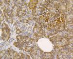 SLC8B1 Antibody in Immunohistochemistry (Paraffin) (IHC (P))