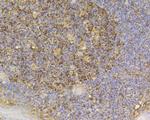 SLC8B1 Antibody in Immunohistochemistry (Paraffin) (IHC (P))